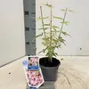 Acer pal. 'Iyoshi' - Fächerahorn | 30-40 cm im Topf Produktbild-Vorschau 3