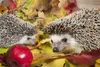Muralo XXL Selbstklebende FOTOTAPETE IGEL Tiere 3D Effekt Produktbild-Vorschau 2