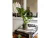 Gardners Monstera adansonii Monkey Mask, průměr 6 cm Náhled obrázku produktu 4