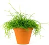 Gardners Rhipsalis mix, priemer 6 cm Náhľad obrázku produktu 2