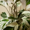 Bloomique - Calathea White Fusion - Roślina pawia - Rośliny Podgląd zdjęcia produktu 4