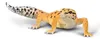 Collecta 80043 Luipaardgekko, 9 cm, Reptielen Productafbeelding-voorbeeld 1