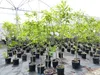 Esskastanie Castanea sativa 180 cm  Kastanie Kastanienbaum Produktbild-Vorschau 1