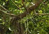 SAFLAX Anzucht Set - Bengalische Würgefeige - Ficus Produktbild-Vorschau 7