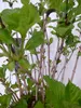[Palmenlager] XXL Hydrangea macrophylla "Bodensee" - Produktbild-Vorschau 5