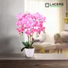 Lacers SmagragdLine Pflegeleichte Orchidee mit Topf Produktbild-Vorschau 1