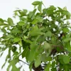 Bonsaibaume - Bonsai - Höhe 25-35cm - ⌀29cm Produktbild-Vorschau 3