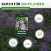Australisches Gänseblümchen Blausternchen Samen - Produktbild-Vorschau 3