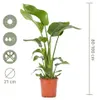 Bloomique - Strelitzia Nicolai - Roślina rajskiego ptaka - Podgląd zdjęcia produktu 7