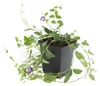 Půdopokryvné rostliny – brčál menší – Vinca minor Náhled obrázku produktu 6