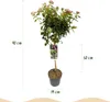 Viburnum tinus - Roślina stojąca - Roślina tarasowa - Podgląd zdjęcia produktu 3