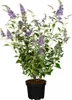 Buddleja 'Lochinch', Schmetterlingsflieder, lavendelblau, Produktbild-Vorschau 1