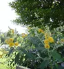 Sommerflieder ´SUNGOLD´ 15-20 cm, Cont.1,4 l Produktbild-Vorschau 4