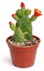 Opuntia quitensis - blühfreudiger Ohrenkaktus - Rarität - Produktbild-Vorschau 2