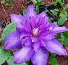 A close-up view of a purple clematis flower with green leaves. Anteprima dell’immagine prodotto