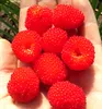 Erdbeerhimbeere - Rubus illecebrosus, Cont. 0,8 l Produktbild-Vorschau 3