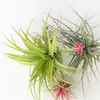 Oplątwa - 6 szt - Tillandsia - Wysokość 5-15cm - ⌀5cm Podgląd zdjęcia produktu 3