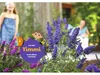 Sommerflieder, Schmetterlingsflieder Mix Buddleja davidii Produktbild-Vorschau 8