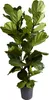 Ficus Lyrata Zimmerpflanze, 155 cm hoch, 30 cm Topf, Produktbild-Vorschau 1