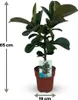 Green boutiQ - Zimmerpflanze - Gummibaum - Ficus Elastica Produktbild-Vorschau 3