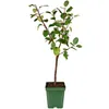 Apfelbaum ‘Roter Boskoop’ 100–120 cm – Malus domestica, Produktbild-Vorschau 4