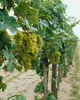 A vineyard with rows of grapevines bearing ripe white grapes. Produktbild-Vorschau