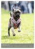 Mops-Rennen (Wandkalender 2027 DIN A4 hoch), CALVENDO Produktbild-Vorschau 11