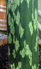 Amorfofalus (Amorphophallus muelleri)  – 1 vyklíčené semeno Náhľad obrázku produktu 3