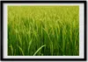 Bild - Bilder - Bilderrahmen - 70 cm x 50 cm - MDF-Rahmen, Produktbild-Vorschau 1