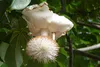 SAFLAX - Africký strom baobab - Adansonia digitata - 6 Náhľad obrázku produktu 7