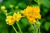 Stauden Gänge 3 x Geum chiloense 'Lady Stratheden / Produktbild-Vorschau 5