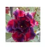 3x Adenium obesum Triple Anna Wüstenrose Garten Pflanzen - Produktbild-Vorschau 3