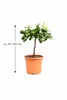 Citronnier Meyer 70–100 cm – Citrus limon Meyer avec fleurs Voir les images du produit 5