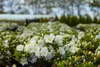 Rhododendron obtusum 'Schneeperle', weiß, 15–20 cm Produktbild-Vorschau 7