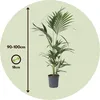 Kencja - Howea forsteriana - Wysokość 90-100cm - ⌀18cm Podgląd zdjęcia produktu 2