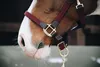 Kentucky Horsewear Stallhalfter Plaited Nylon Halfter Produktbild-Vorschau 5