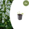 Geranium macrorrhizum White Ness - 6 roslin, srednica 9cm - Podgląd zdjęcia produktu 2