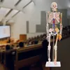 Anatomie Modell Skelett Auswahl Lebensgroß 180 cm oder Produktbild-Vorschau 6