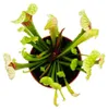 Trubkovitá rostlina - Sarracenia "Eva" - Masožravá rostlina Náhled obrázku produktu 3