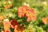 Potentilla 'Red Ace', Fingerstrauch, leuchtend rot, ca. 9x9 Produktbild-Vorschau 5