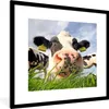 MuchoWow® Gerahmtes Poster Kuh - Bauernhof - Gras - Tiere Produktbild-Vorschau 1