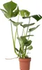 Fensterblatt - Monstera deliciosa - Höhe 50-60cm - ⌀17cm Produktbild-Vorschau 1