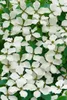 Cornus kousa chinensis 'Schmetterling', Blumen-Hartriegel, Produktbild-Vorschau 11