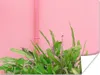 MuchoWow® Poster Pflanze - Sommer - Rosa 160x120 cm - Foto Produktbild-Vorschau 1