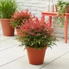 Green boutiQ - Plante de jardin - Nandina Obsessed - Rouge Voir les images du produit 6