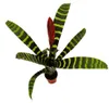 Trio de mini-broméliacées - lot de 3 plantes aux Voir les images du produit 7