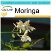 SAFLAX - Zestaw prezentowy - Moringa - 10 Nasiona - Z Podgląd zdjęcia produktu 10