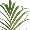 Kencja - Howea forsteriana - Wysokość 90-100cm - ⌀18cm Podgląd zdjęcia produktu 4