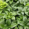 Plants by Frank | 24 Ysander Pflanzen | Pachysandra Produktbild-Vorschau 3