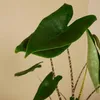 Alocasia Zebrina, Elefantenohr, Zimmerpflanze, 50-70 cm, Produktbild-Vorschau 4